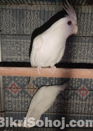 Cokatiel